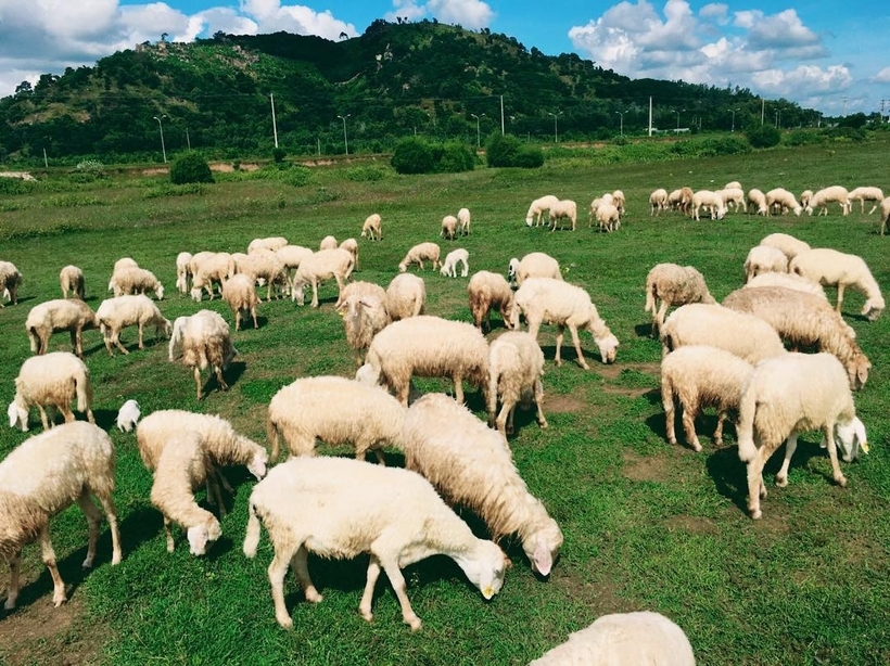 Đồng Cừu Suối Nghệ