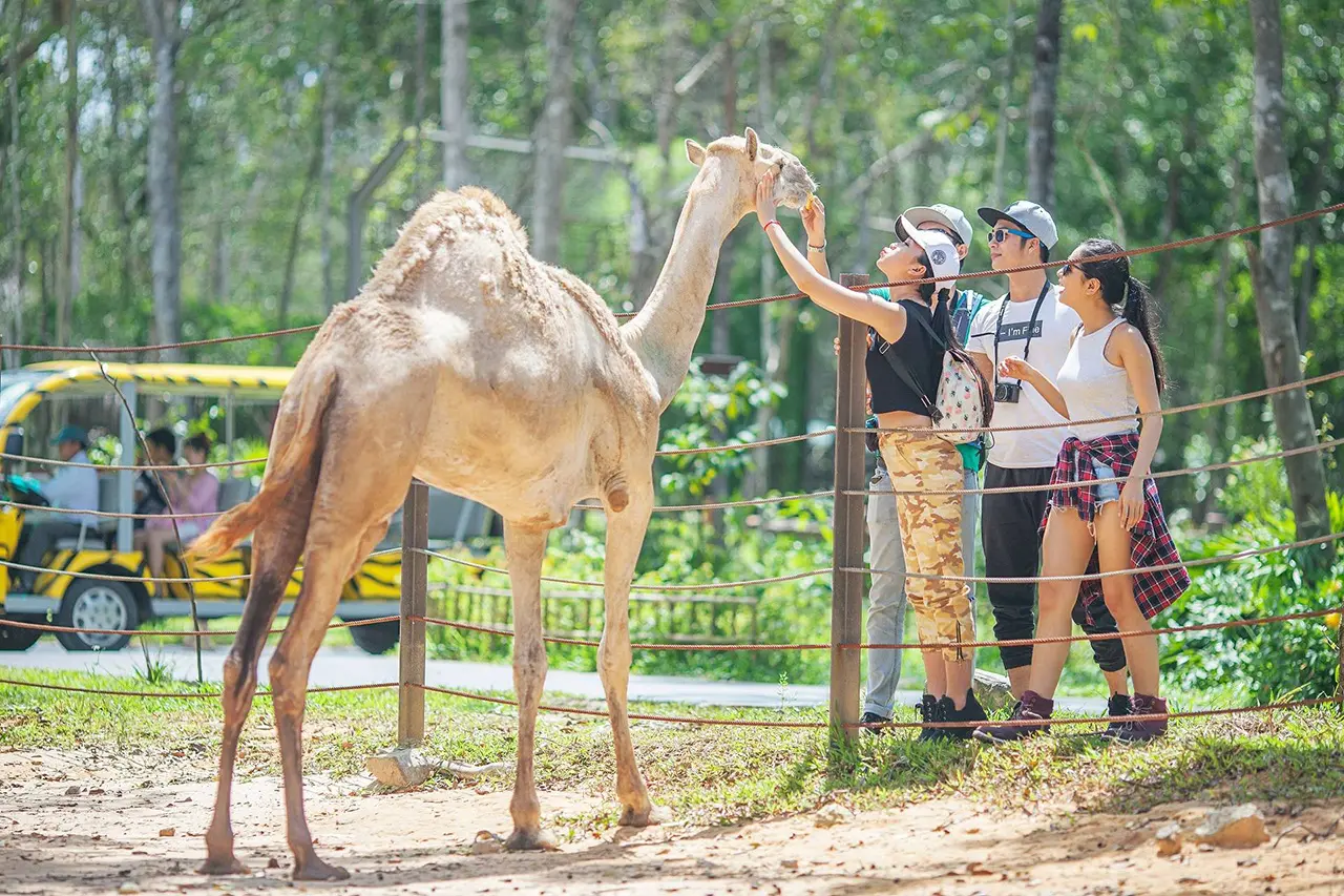 Vinpearl Safari Phú Quốc: Chơi Gì, Ăn Gì, Khám Phá Từ A-Z