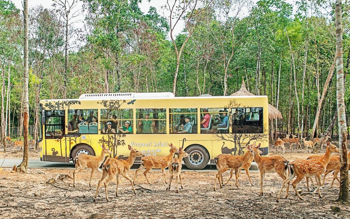 Vinpearl Safari Phú Quốc: Chơi Gì, Ăn Gì, Khám Phá Từ A-Z