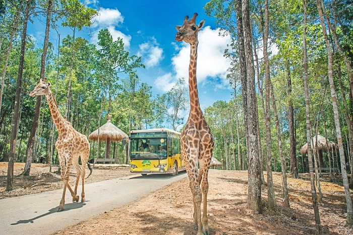 Vinpearl Safari Phú Quốc: Chơi Gì, Ăn Gì, Khám Phá Từ A-Z